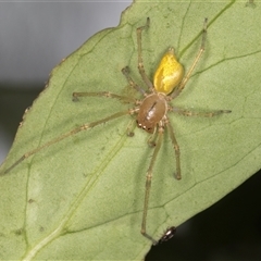 Clubionidae (family) at Melba, ACT - 11 Dec 2024