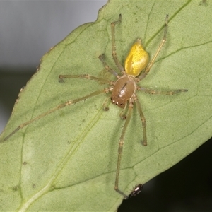 Clubionidae (family) at Melba, ACT - 11 Dec 2024 11:15 PM