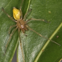 Clubionidae (family) at Melba, ACT - 11 Dec 2024 11:15 PM