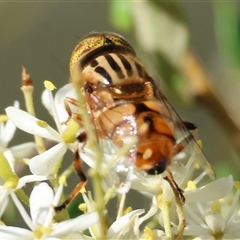 Eristalinus punctulatus at Wodonga, VIC - 14 Dec 2024 by KylieWaldon