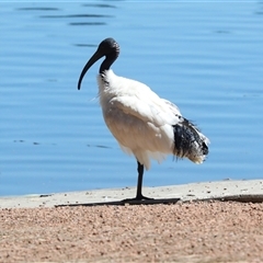 Threskiornis molucca (Australian White Ibis) at Gungahlin, ACT - 12 Dec 2024 by AlisonMilton