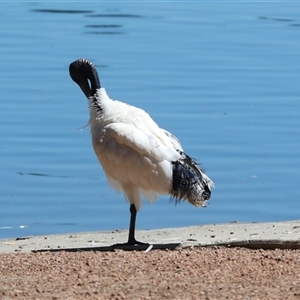 Threskiornis molucca at Gungahlin, ACT - 12 Dec 2024 10:49 AM