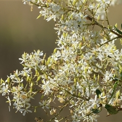 Bursaria spinosa at Wodonga, VIC - 15 Dec 2024 07:07 AM