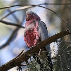 Eolophus roseicapilla (Galah) at Gungahlin, ACT - 11 Dec 2024 by AlisonMilton