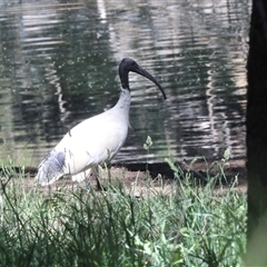 Threskiornis molucca (Australian White Ibis) at Gungahlin, ACT - 12 Dec 2024 by AlisonMilton