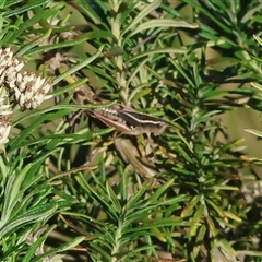 Phaulacridium vittatum (Wingless Grasshopper) at Wodonga, VIC - 15 Dec 2024 by KylieWaldon