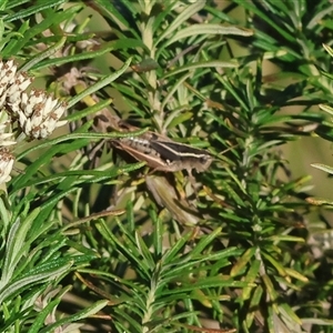 Phaulacridium vittatum at Wodonga, VIC - 15 Dec 2024