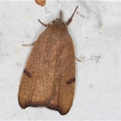 Tortricopsis uncinella (A concealer moth) at Melba, ACT - 11 Dec 2024 by kasiaaus