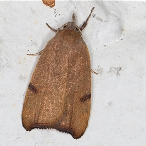 Tortricopsis uncinella at Melba, ACT - 11 Dec 2024