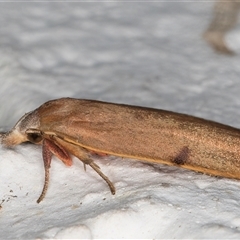 Tortricopsis uncinella at Melba, ACT - 11 Dec 2024