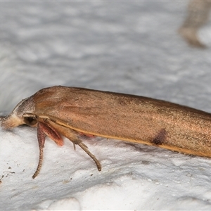 Tortricopsis uncinella at Melba, ACT - 11 Dec 2024 11:11 PM