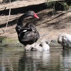 Cygnus atratus (Black Swan) at Gungahlin, ACT - 11 Dec 2024 by AlisonMilton