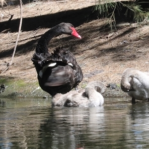 Cygnus atratus at Gungahlin, ACT - 12 Dec 2024