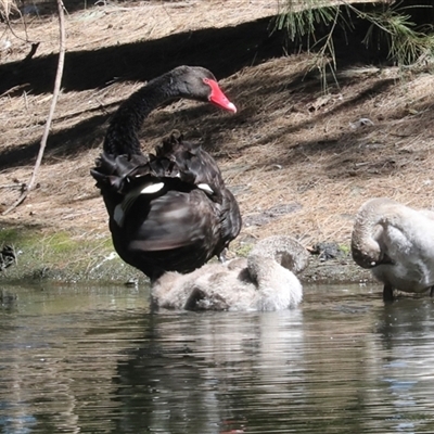 Cygnus atratus (Black Swan) at Gungahlin, ACT - 12 Dec 2024 by AlisonMilton