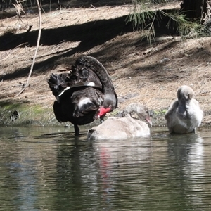 Cygnus atratus at Gungahlin, ACT - 12 Dec 2024