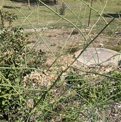 Chondrilla juncea (Skeleton Weed) at Wamboin, NSW - 15 Dec 2024 by Komidar