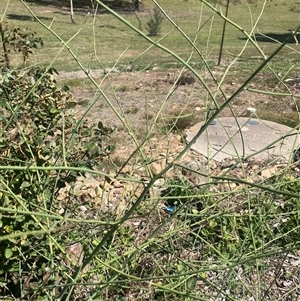 Chondrilla juncea (Skeleton Weed) at Wamboin, NSW by Komidar