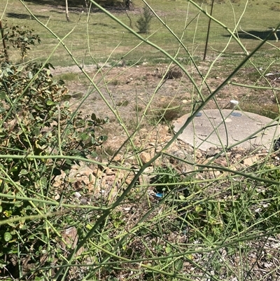 Chondrilla juncea (Skeleton Weed) at Wamboin, NSW - 15 Dec 2024 by Komidar