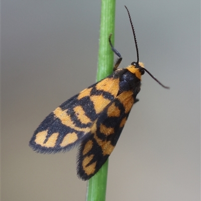 Asura lydia (Lydia Lichen Moth) at Moruya, NSW - 10 Dec 2024 by LisaH