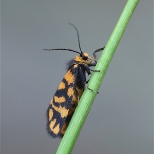 Asura lydia at Moruya, NSW - suppressed