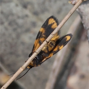 Asura lydia at Moruya, NSW - suppressed