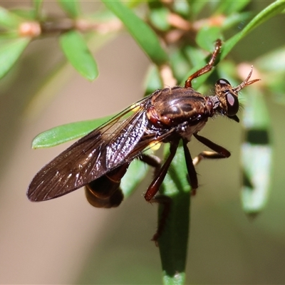 Diptera (order) at Moruya, NSW - 10 Dec 2024 by LisaH