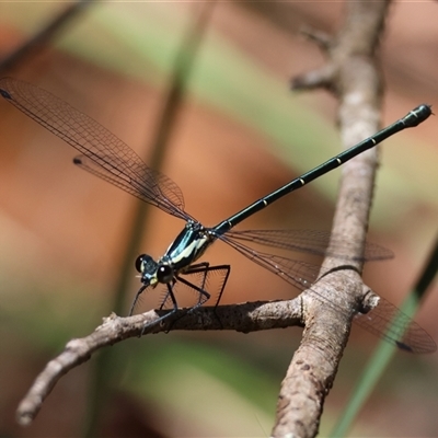 Austroargiolestes icteromelas (Common Flatwing) at Moruya, NSW - 10 Dec 2024 by LisaH