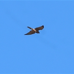 Tachyspiza fasciata (Brown Goshawk) at Wodonga, VIC - 14 Dec 2024 by KylieWaldon