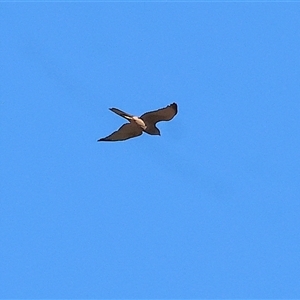 Tachyspiza fasciata (Brown Goshawk) at Wodonga, VIC by KylieWaldon