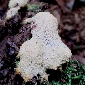 Fuligo septica (Scrambled egg slime) at Kianga, NSW by Teresa