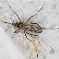 Aedes sp. (genus) (Mosquito) at Melba, ACT - 11 Dec 2024 by kasiaaus