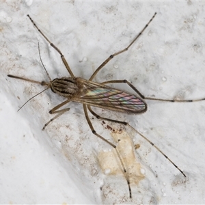 Aedes sp. (genus) at Melba, ACT by kasiaaus