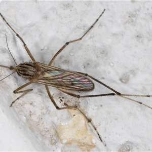 Aedes sp. (genus) at Melba, ACT - 11 Dec 2024