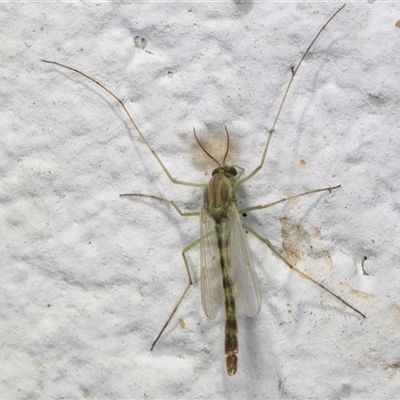 Chironomidae (family) (Non-biting Midge) at Melba, ACT - 11 Dec 2024 by kasiaaus