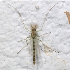 Chironomidae (family) at Melba, ACT - 11 Dec 2024