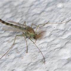 Chironomidae (family) at Melba, ACT - 11 Dec 2024