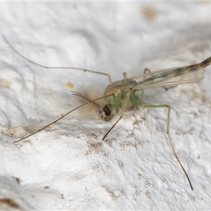 Chironomidae (family) at Melba, ACT - 11 Dec 2024