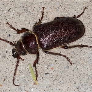 Sceleocantha glabricollis at Melba, ACT - 12 Dec 2024