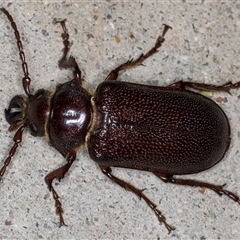 Sceleocantha glabricollis at Melba, ACT - 12 Dec 2024