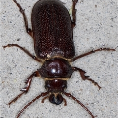 Sceleocantha glabricollis at Melba, ACT - 12 Dec 2024