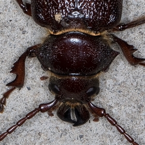 Sceleocantha glabricollis at Melba, ACT - 12 Dec 2024