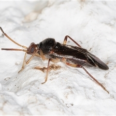 Miridae (family) at Melba, ACT - 11 Dec 2024