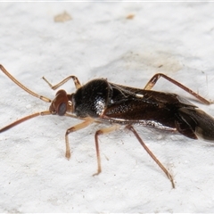 Miridae (family) at Melba, ACT - 11 Dec 2024