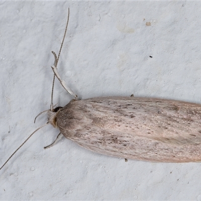 Scieropepla reversella (A Gelechioid moth (Xyloryctidae)) at Melba, ACT - 12 Dec 2024 by kasiaaus