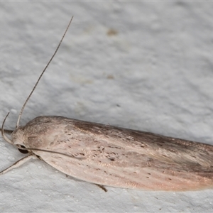 Scieropepla reversella at Melba, ACT - 12 Dec 2024