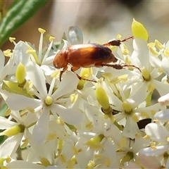 Phyllotocus macleayi (Nectar scarab) at Wodonga, VIC - 15 Dec 2024 by KylieWaldon