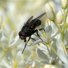 Unidentified Bristle Fly (Tachinidae) at Wodonga, VIC - 14 Dec 2024 by KylieWaldon