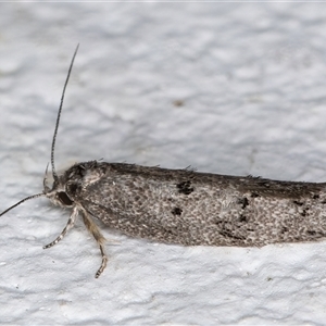 Heterozyga coppatias at Melba, ACT - 12 Dec 2024 11:28 PM