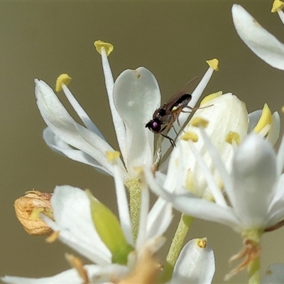 Unidentified True fly (Diptera) at Wodonga, VIC - 14 Dec 2024 by KylieWaldon