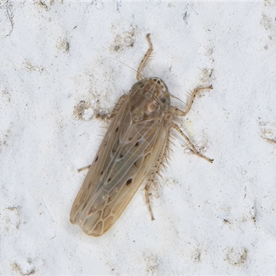 Maiestas vetus (A leafhopper) at Melba, ACT - 12 Dec 2024 by kasiaaus